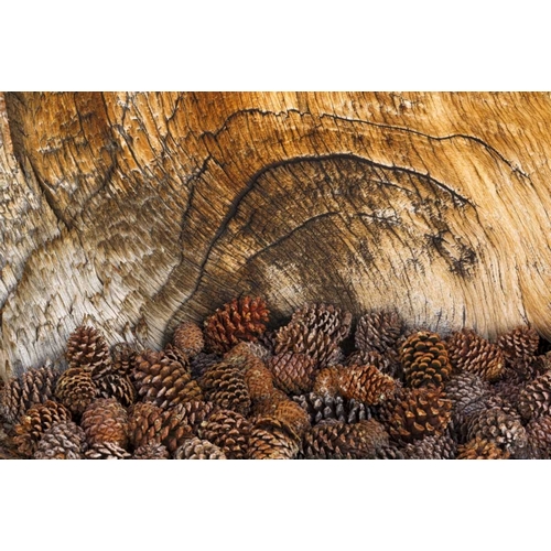 CA, Inyo NF Bristlecone pine cones